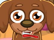 Cute Puppy Care