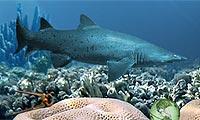 Secrets of the Deep