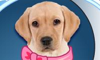 My Dog Quiz